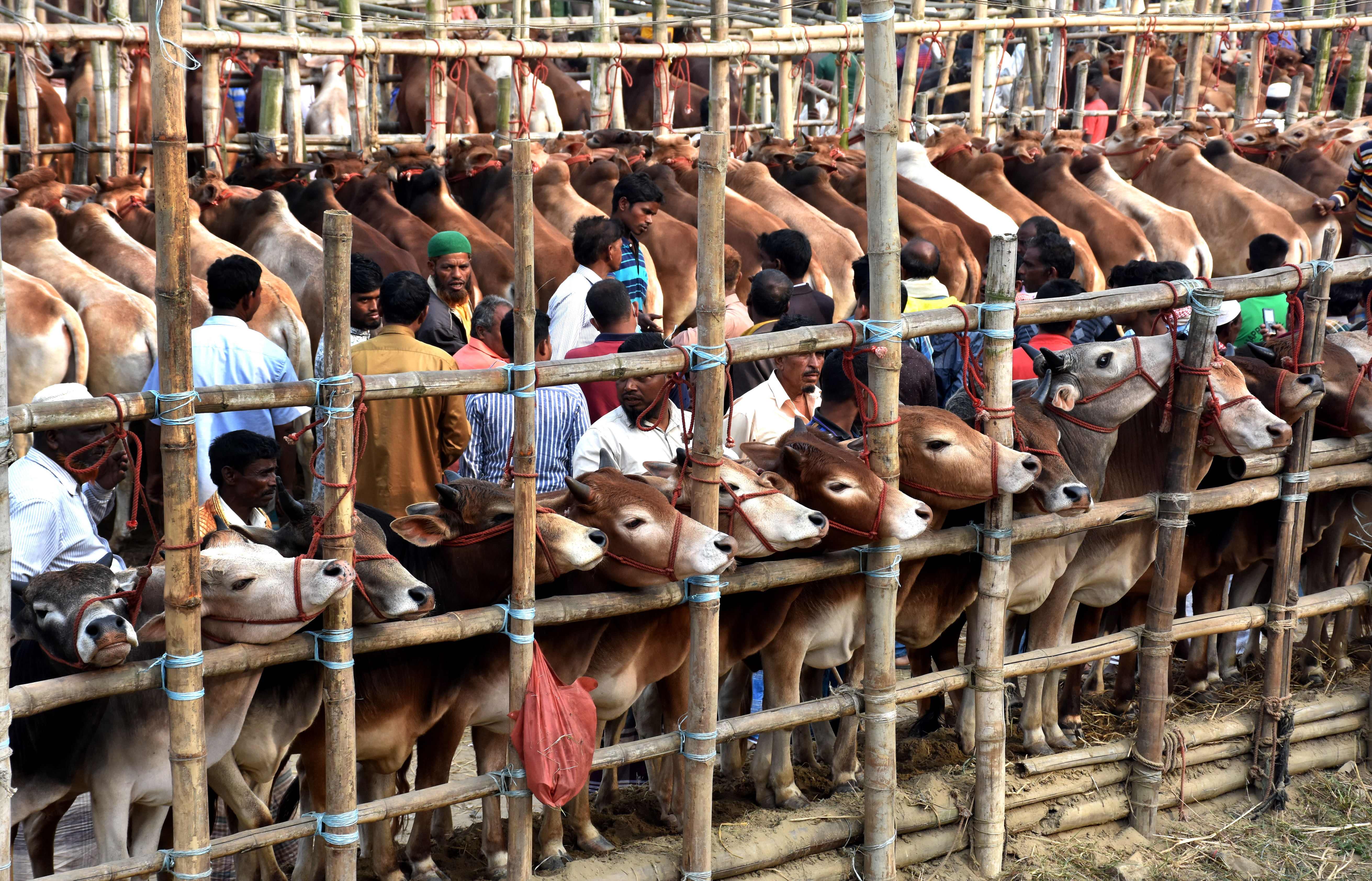 ‘India’s cross-border cattle trade ban proves boon for Bangladesh’