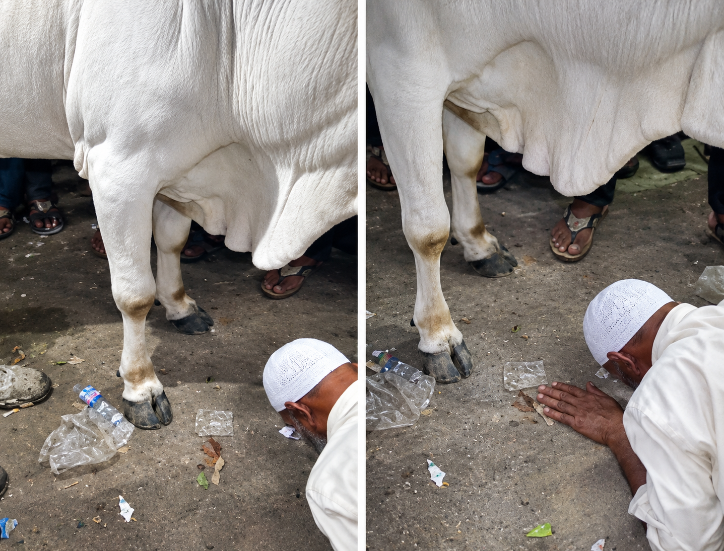 Elderly Muslim man forced to prostrate before cow in India