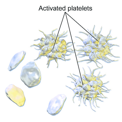 Scientists may be able to mass produce platelets