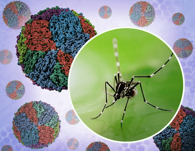 Rise in mosquito-borne disease cases in UK
