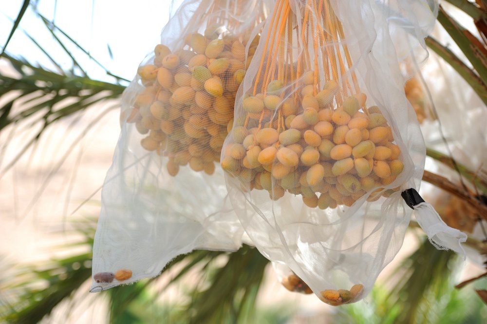 Up to 75% of Medjool dates in Europe come from Israel, with most mislabelled from illegal West Bank settlements