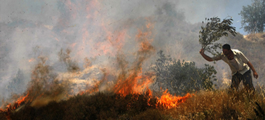 Illegal Israeli settlers destroy over a 1,000 olive trees in a month