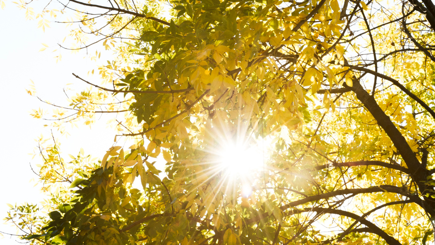 Health: Sunlight, vitamin D and sunscreen